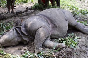 ६ बर्षमा १ सय ६१ गैंडा मरे