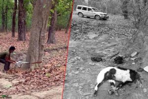 कालो बोका काटेर हुलाकी सडक खण्डमा पर्ने रुख कटान सुरु