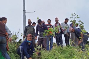 ३९ औँ  दिवस बिपि स्मृति दिवस ,दक्षिणकाली मन्दिर परिसरमा वृक्षारोपण