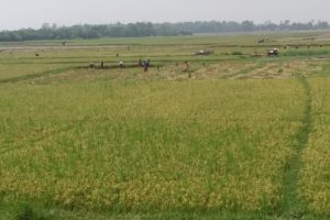 कैलालीका किसानलाई चैते धान भित्र्याउने चटारो