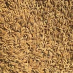 सरकारले तोक्यो,गहुँ र चैते धानको समर्थन मुल्य