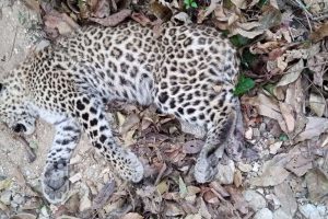 अछामको बान्नीगढीमा घाइते भेटिएको चितुवा मर्यो