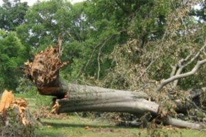 अछाममा रुख ढल्दा एक महिला घाइते