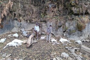 अछामको रामारोशनमा चट्याङ लागेर १३ भेडा मरे