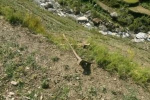 बझाङमा गोरु जोत्ने क्रममा लड्दा ऐडिको मृत्यु, १ हल गोरु समेत मरे