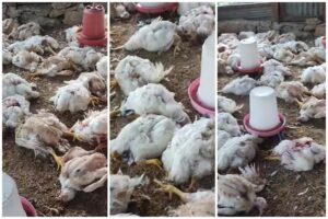 अछामको मेल्लेखमा बाघको आतंक: एकै रात २ सय कुखुरा सखाप