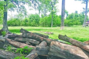 कार्यविधि नहुँदा सुदूरपश्चिमका वनमा करोडौँ मूल्यका काठ कुहिँदै