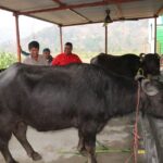 हातेमालो बहुउद्देश्यीय सहकारी संस्थाद्वारा भैंसी पालन सुरु