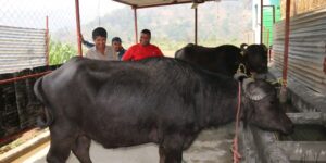 हातेमालो बहुउद्देश्यीय सहकारी संस्थाद्वारा भैंसी पालन सुरु