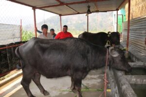 हातेमालो बहुउद्देश्यीय सहकारी संस्थाद्वारा भैंसी पालन सुरु