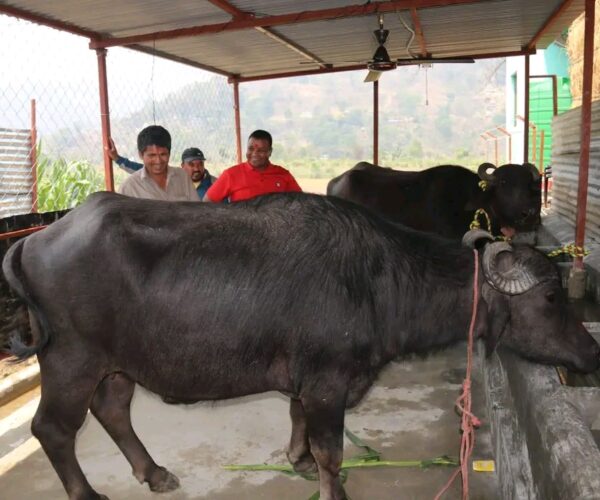 हातेमालो बहुउद्देश्यीय सहकारी संस्थाद्वारा भैंसी पालन सुरु