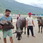साँफेबगर नगरपालिकाले कृषकलाई मुर्रा राँगा वितरण गर्यो