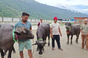 साँफेबगर नगरपालिकाले कृषकलाई मुर्रा राँगा वितरण गर्यो