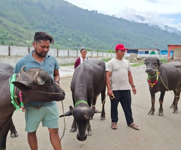 साँफेबगर नगरपालिकाले कृषकलाई मुर्रा राँगा वितरण गर्यो