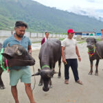 साँफेबगर नगरपालिकाले कृषकलाई मुर्रा राँगा वितरण गर्यो